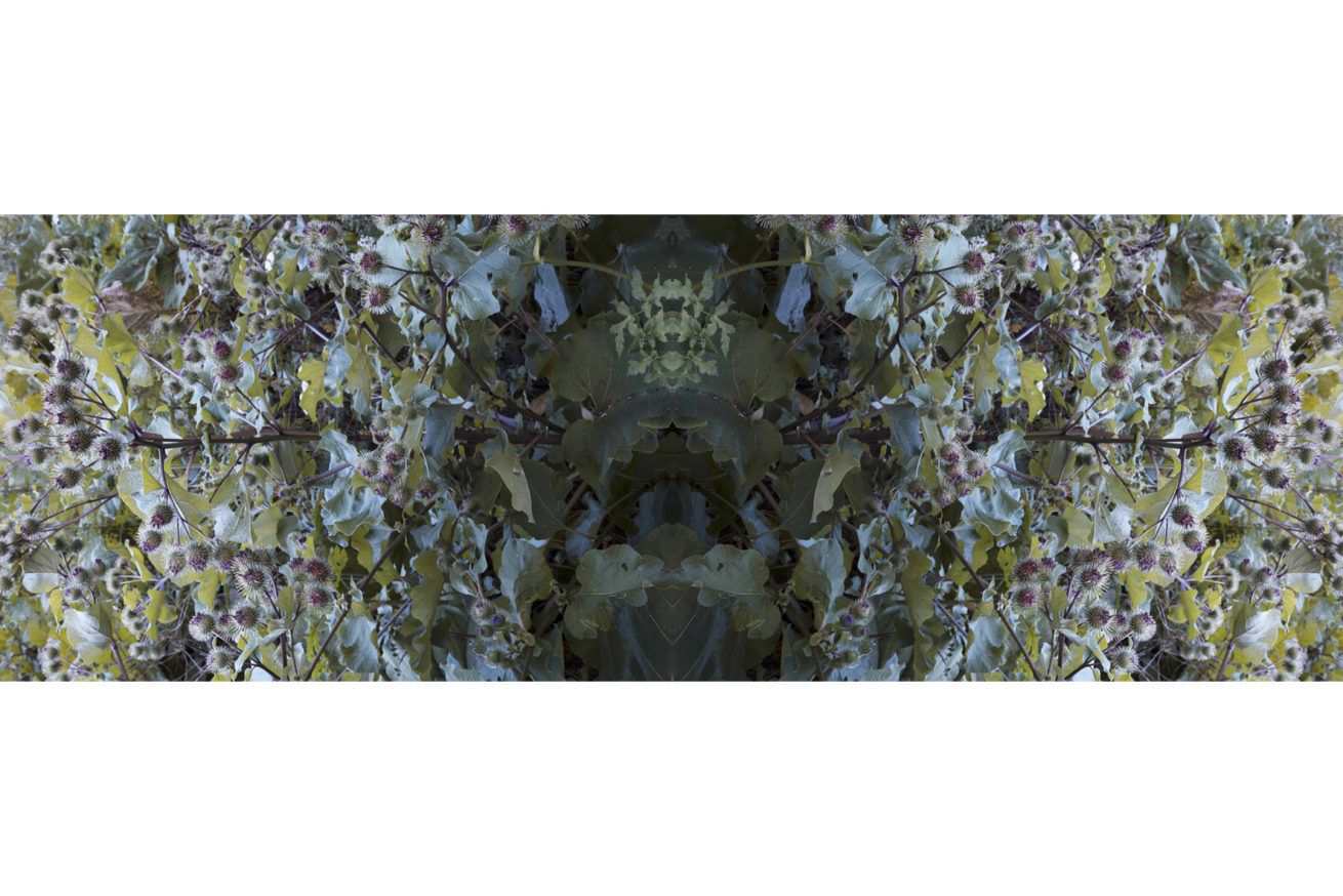 FORESTSNAKE
